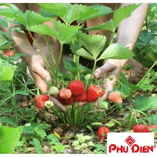 Hạt giống quả dâu tây đỏ chịu nhiệt  PHÚ ĐIỀN