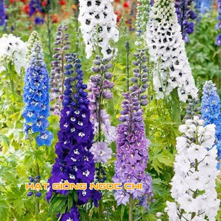 Hạt Giống Hoa Phi Yến Mix - 50 Hạt