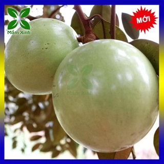 Cây vú sữa lò rèn Vĩnh Kim ghép cây đẹp có ảnh thật