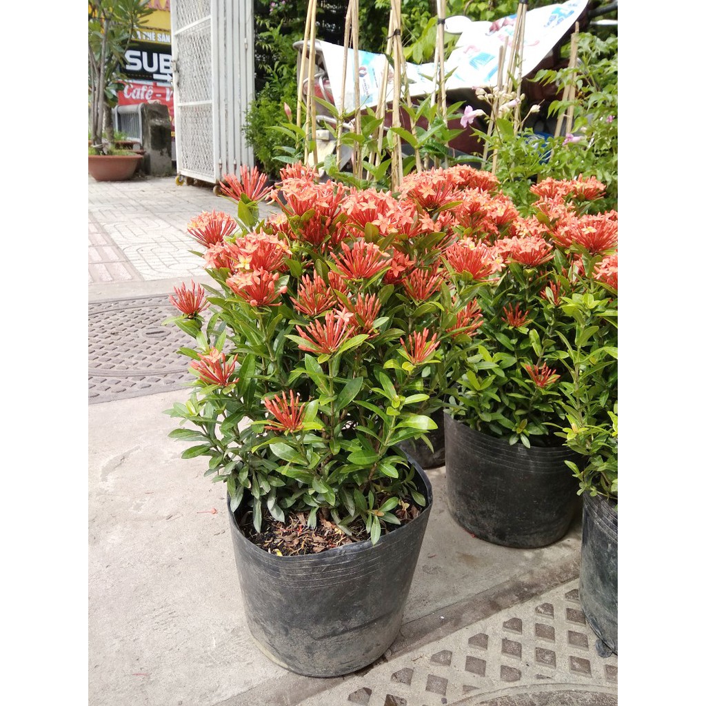 Hoa trang thái đỏ