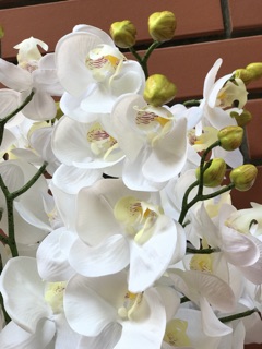 Lan hồ điệp cao su cao cấp