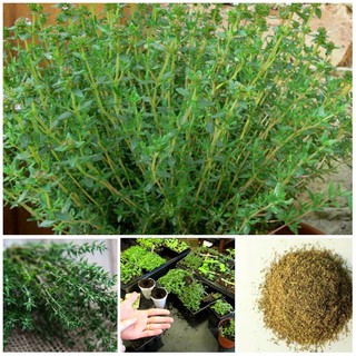 50 Hạt giống Cỏ xạ hương