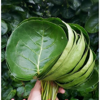 [Cây giống] Cây giống đinh lăng Thái lá muỗng - cây chiết cành