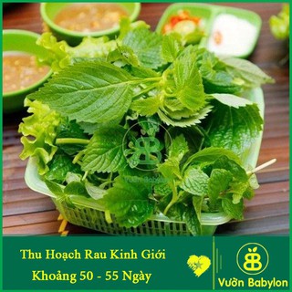 Hạt Giống Kinh Giới , Chịu Nhiệt, Dễ Trồng, Năng Suất Cao - Gói 2G