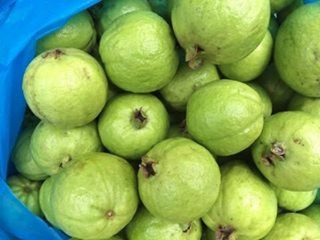 Cây giống ổi Đông Dư