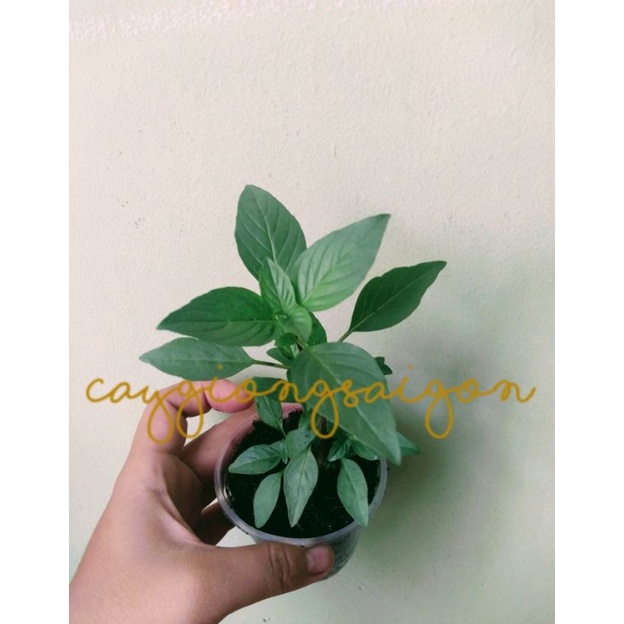 Cây Húng Quế Phở Cây Gia Vị