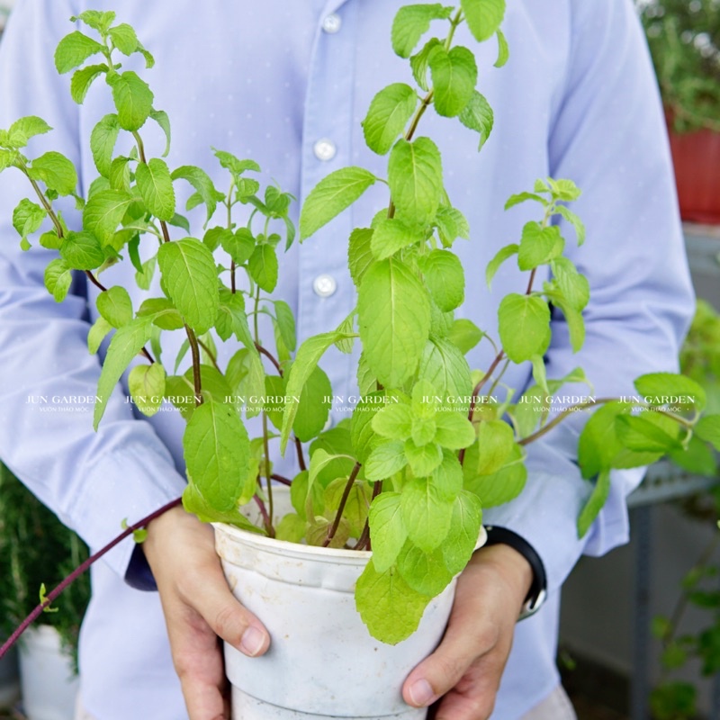 Bạc Hà Âu Euromint JUN GARDEN