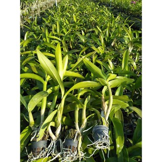 LAN DENDRO ĐỦ MÀU, CÂY GIỐNG SẮP RA HOA, VÔ CÙNG KHỎE ĐẸP, GIÁ SIÊU RẺ