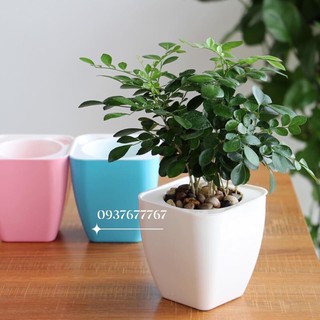 chậu trồng thông minh 2 lớp