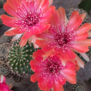 Xương rồng Lobi CDN (hoa y hình)