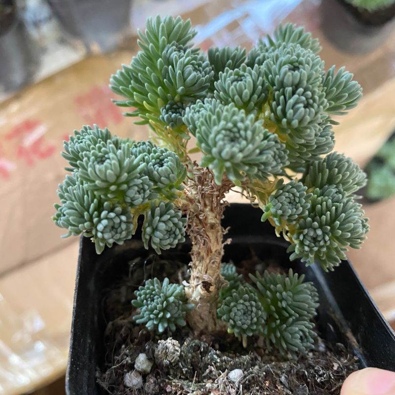 Sen đá tùng xanh sen đá sedum multiceps