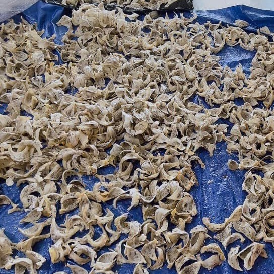 Tổ Yến Thô Nguyên Chất 100g Khánh Hòa Yến Thô Nguyên Tổ Ít Lông Loại 1