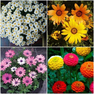 200 hạt giống hoa dại mix