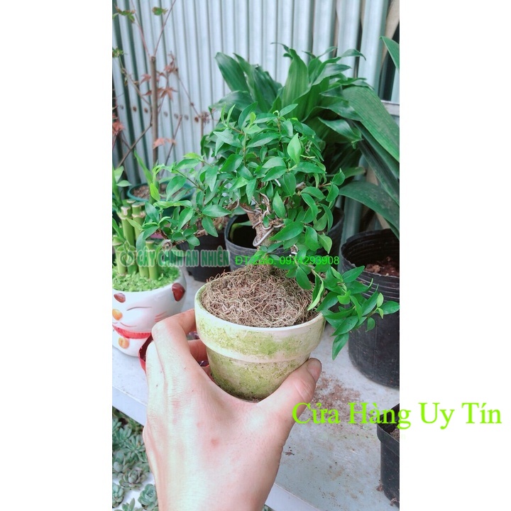 Mai Chiếu Thuỷ Bonsai