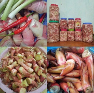 Mầm thảo quả tươi 2kg