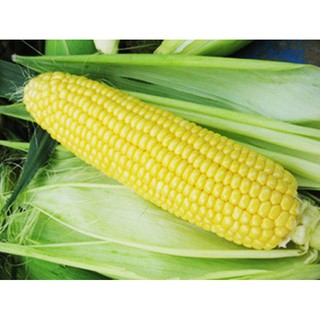 Hạt giống ngô ngọt 20 hạt