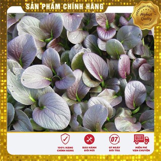 Hạt giống cải canh lá đỏ -20gr