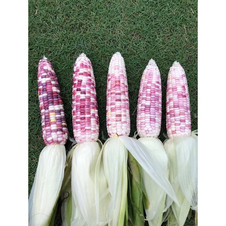 Hạt giống bắp nếp dẻo cẩm hồng - rau củ quả chịu nhiệt 4 mùa ngon nảy mầm cao 5g