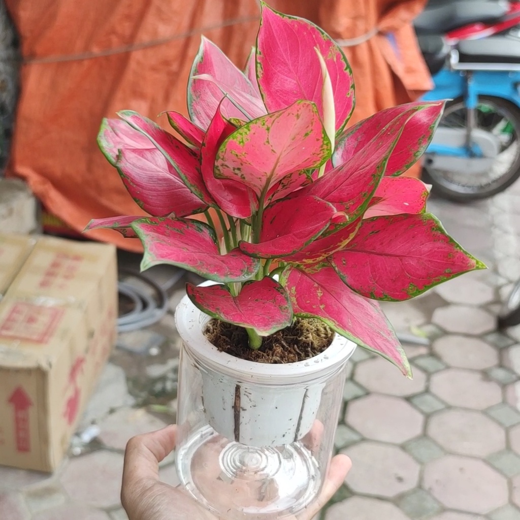 Cây vạn lộc cây hồng lộc đỏ thủy sinh phong thủy để bàn,cây hút tài lộc