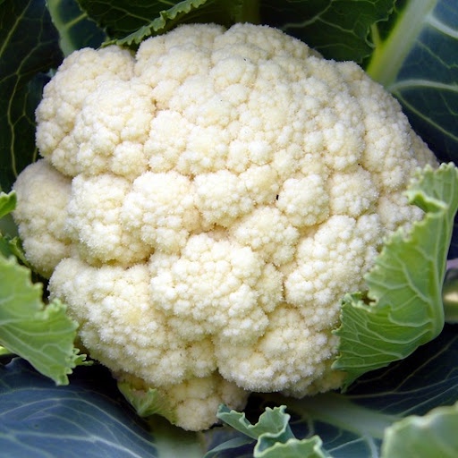 HẠT GIỐNG SÚP LƠ TRẮNG MÙA HÈ TACHAN F1