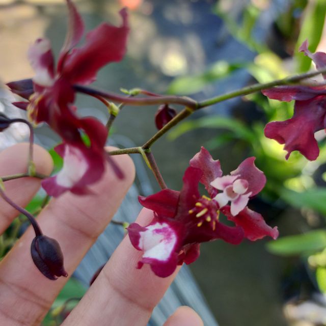 Vũ nữ socola