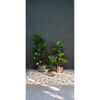 Cây Bàng Singapore Cao Cấp 50cm [Cây Giả]