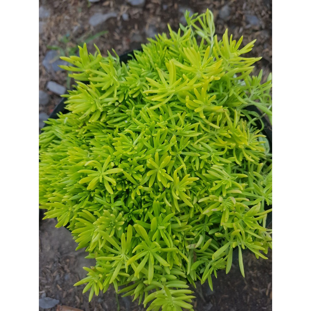 Cây Mười Giờ Úc Trồng Thảm Cỏ Tạo Nền - Cây Cảnh Dễ Trồng, Dễ Chăm Sóc - Cây Tạo Nền