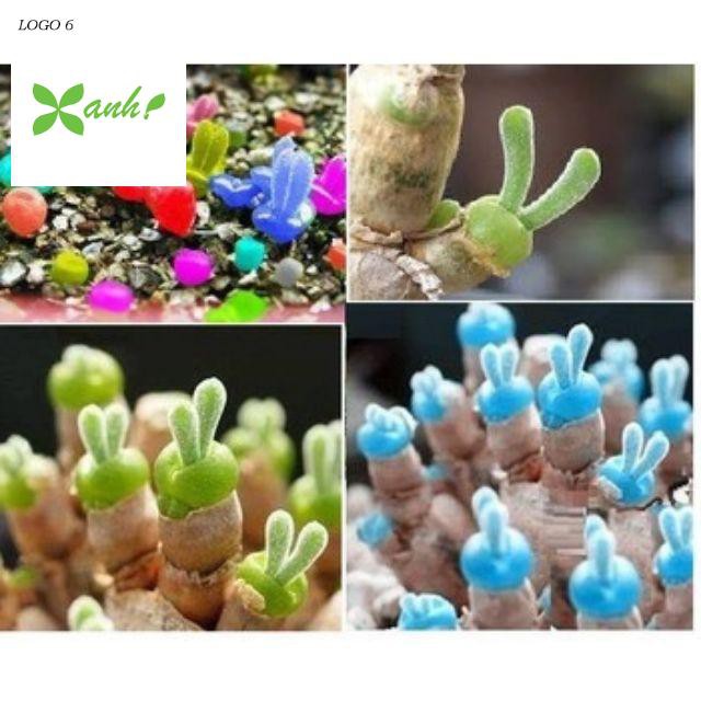 Hạt gióng cây tai thỏ mix màu 20 hạt