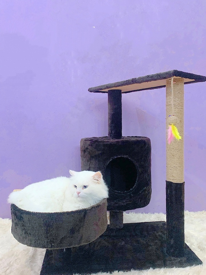 Cattree Nhà cây cào móng cho mèo