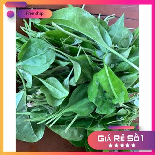0.2gr Hạt giống Rau Mã Đề