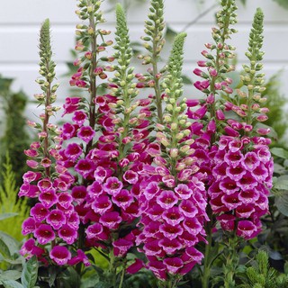 Cây Mao Địa Hoàng (Cây hoa chuông tím)