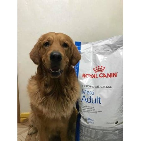 10kg,ROYAL CANIN MAXI ADULT Dành cho chó có (cân nặng tối đa từ 25 - 44 kg) và đang trong lứa tuổi Adult từ 15 thág tuổi