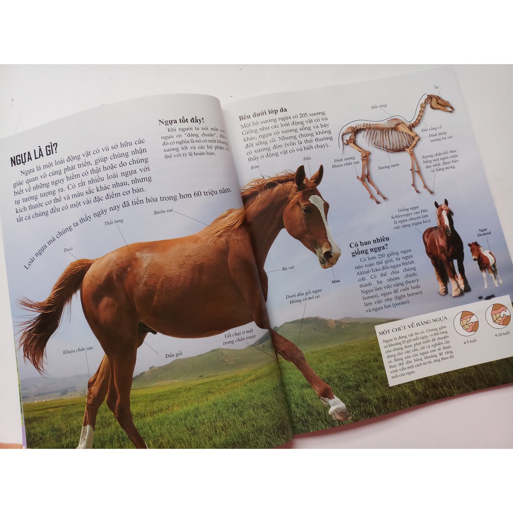 Sách - Bách Khoa Tri Thức Về Khám Phá Thế Giới Cho Trẻ Em - Horses And Ponies - Loài Ngựa