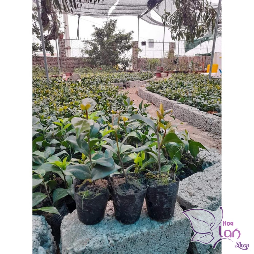 Trà My Cổ 🌸FREESHIP🌸 BẠCH TRÀ - CUNG ĐÌNH HỒNG - THÂM BÁT DIỆN