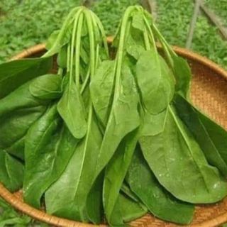 Hạt giống cải bó xôi