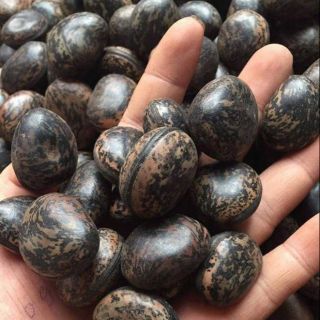 10 Hạt đậu lào hút độc