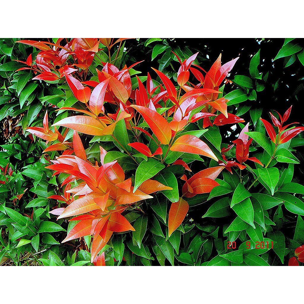 Cây Syzygium campanulatum Red Lip (Hồng Nam Mộc) chậu nhựa 8cm