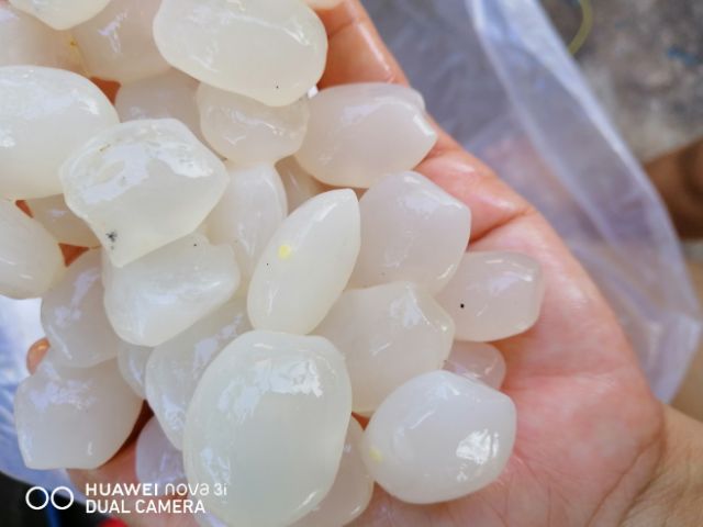 1kg hạt đác tươi sạch nha trang loại nhỏ, dẻo