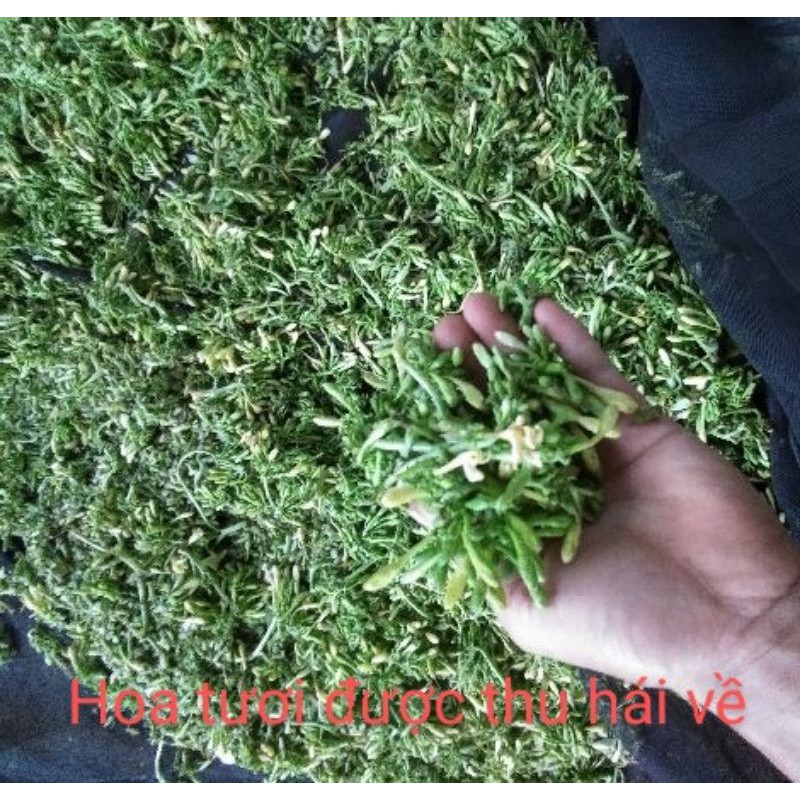 Hoa đu đủ đực khô 1kg (nguyên chất) | BigBuy360 - bigbuy360.vn