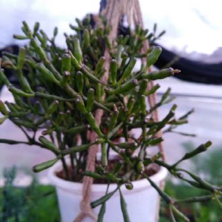 Cây lộc nhung (sen đá sừng hươu)