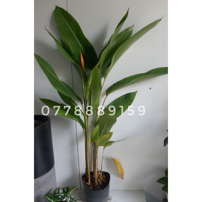 Chuối mỏ két vàng (chỉ giao hỏa tốc HCM)