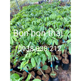 CÂY GIỐNG BÒN BON THÁI