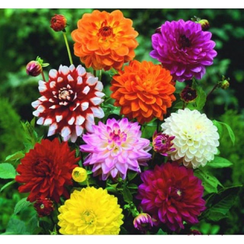 50 hạt giống  hoa thược dược nhiều mầu hiệu lucky cao cấp