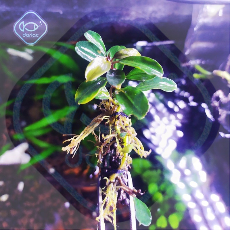 - trồng Bucep, Ráy Nana Pite - Darlac's Aquaria