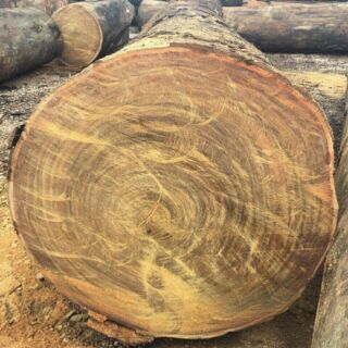 Cây giống gỗ lim xanh