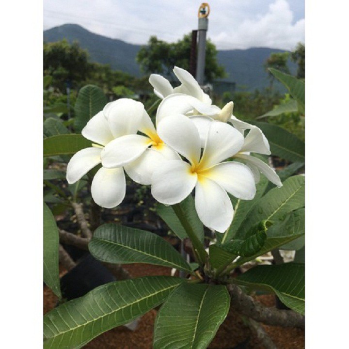 Hoa Sứ (Hoa Đại, Hoa Sứ Thái Lan) - CÂY GIỐNG