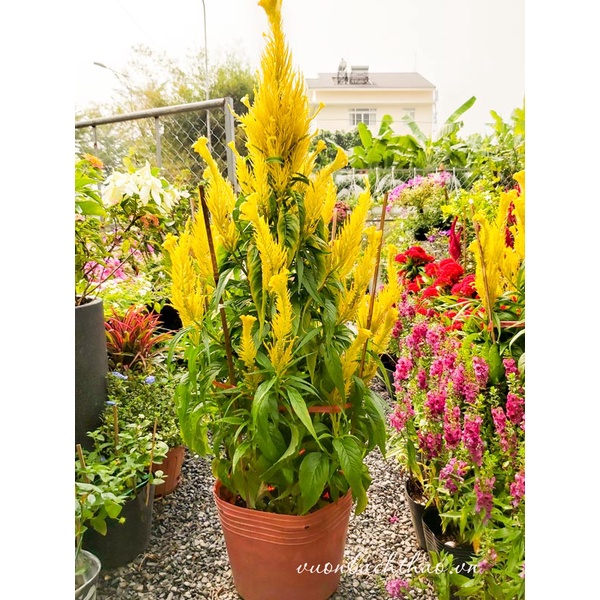 Hạt giống hoa mào gà đuôi phụng nhiều màu - 50 hạt/gói