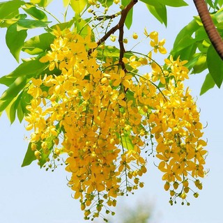 40H - HẠT GIỐNG HOA MUỒNG HOÀNG YẾN OSAKA VÀNG
