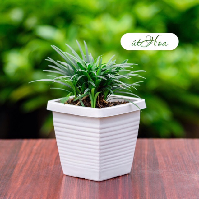 Chậu nhựa vuông dày dặn trồng tiểu cảnh sân vườn