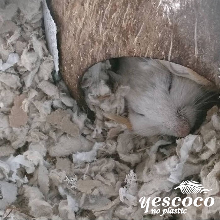 Nhà Hang Chuột Hamster gáo dừa tròn 1 cửa || Xưởng gáo dừa Coco_decor